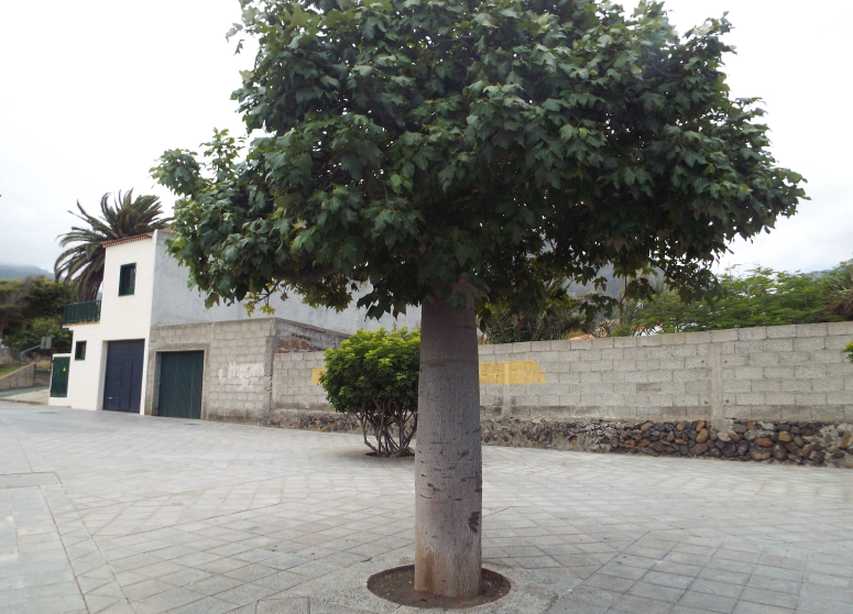 Da Tenerife (Canarie): Brachychiton acerifolius (Malvaceae)