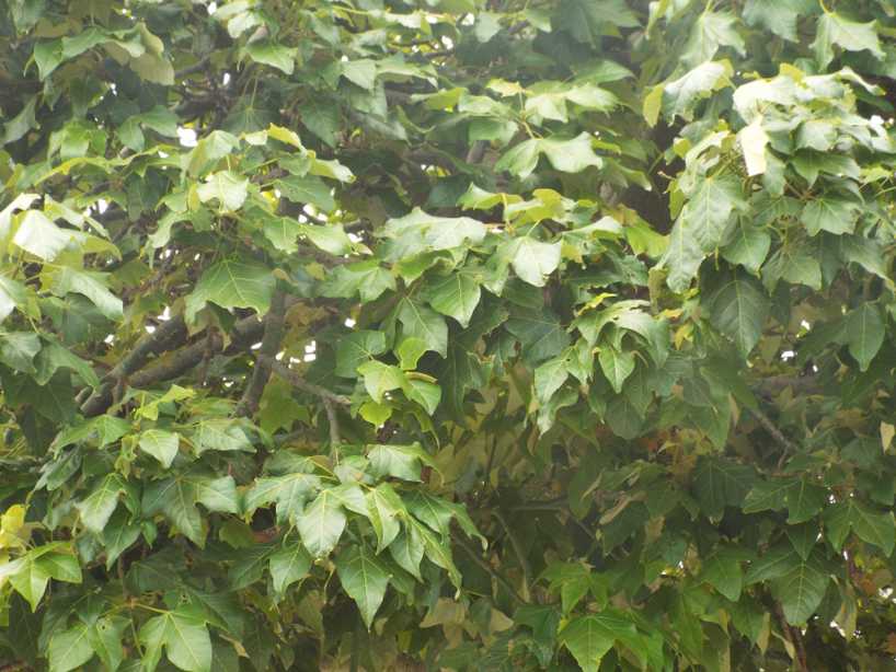 Da Tenerife (Canarie): Brachychiton acerifolius (Malvaceae)