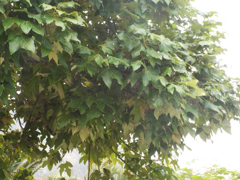 Da Tenerife (Canarie): Brachychiton acerifolius (Malvaceae)