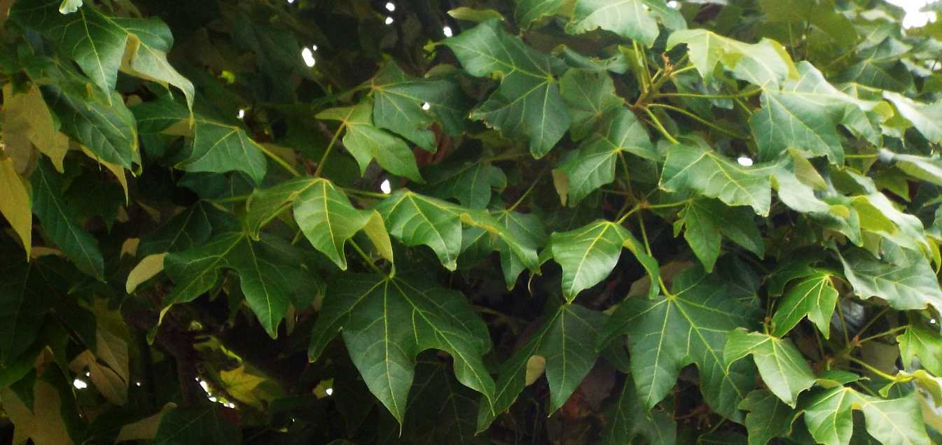 Da Tenerife (Canarie): Brachychiton acerifolius (Malvaceae)