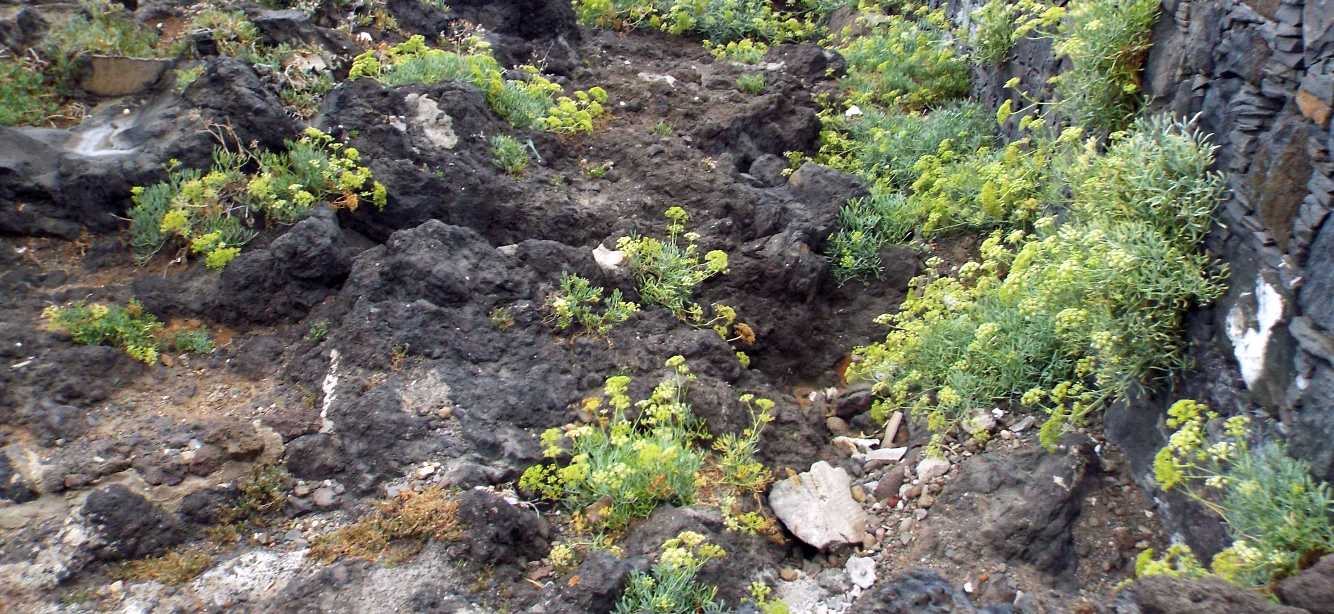 Da Tenerife (Canarie):  Crithmum maritimum (Apiaceae)