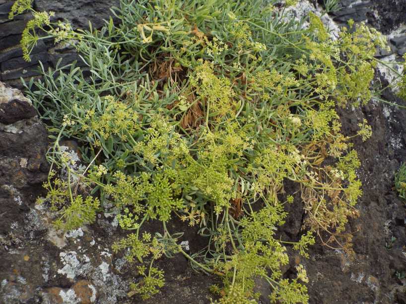 Da Tenerife (Canarie):  Crithmum maritimum (Apiaceae)