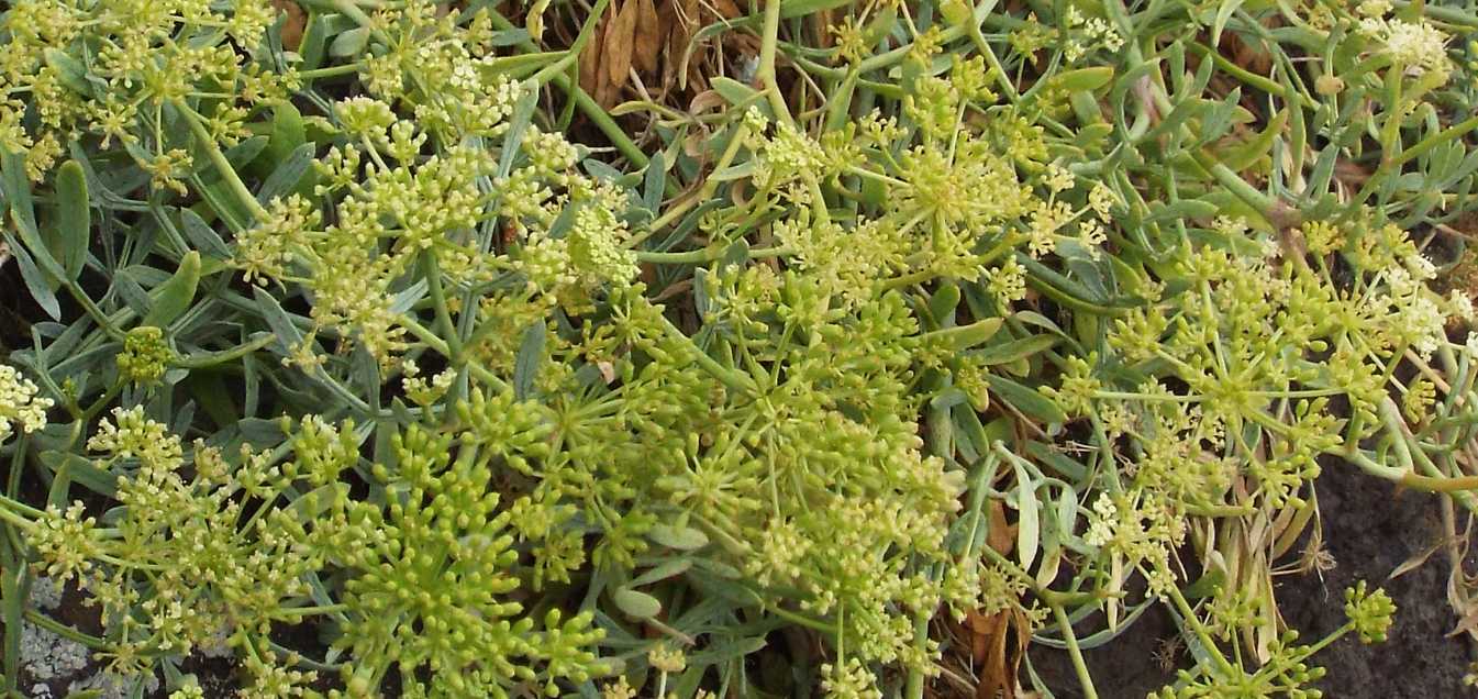 Da Tenerife (Canarie):  Crithmum maritimum (Apiaceae)