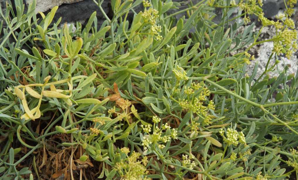 Da Tenerife (Canarie):  Crithmum maritimum (Apiaceae)