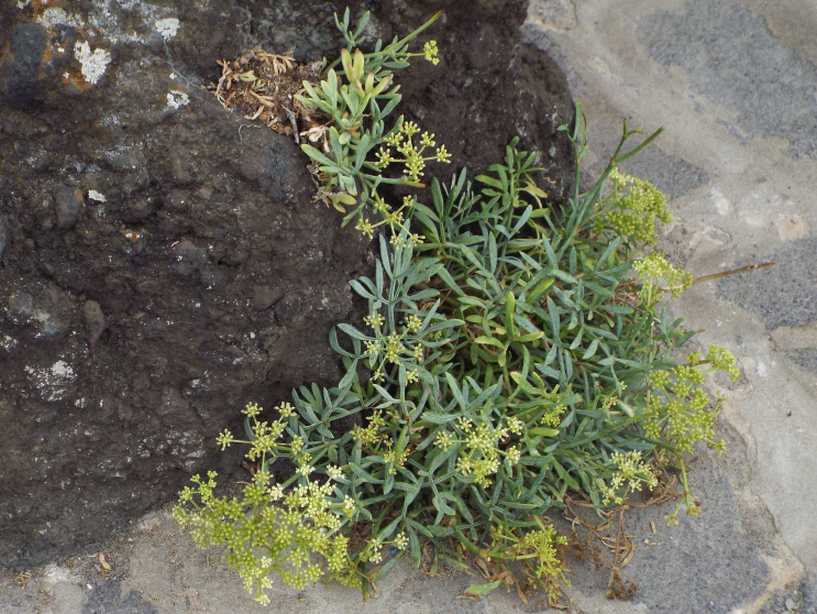 Da Tenerife (Canarie):  Crithmum maritimum (Apiaceae)