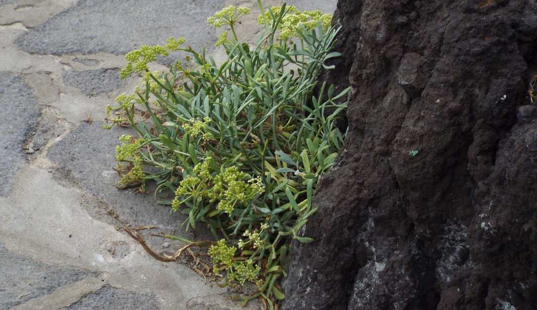 Da Tenerife (Canarie):  Crithmum maritimum (Apiaceae)