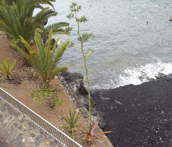 Da Tenerife (Canarie):  Quale agave? Agave sisalana