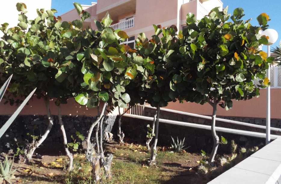 Da Tenerife (Canarie):  Coccoloba uvifera (Polygonaceae)