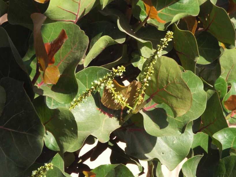 Da Tenerife (Canarie):  Coccoloba uvifera (Polygonaceae)