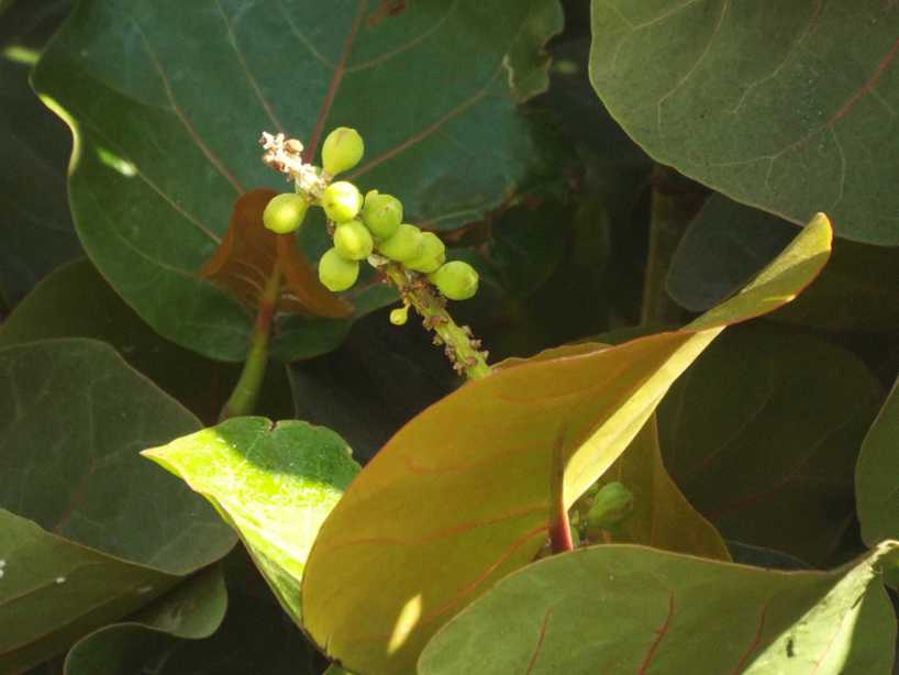 Da Tenerife (Canarie):  Coccoloba uvifera (Polygonaceae)