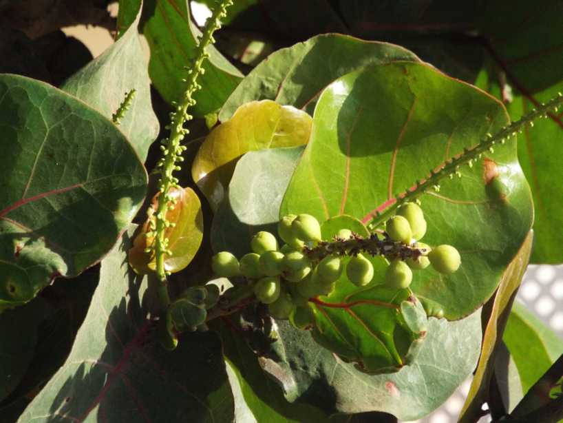 Da Tenerife (Canarie):  Coccoloba uvifera (Polygonaceae)