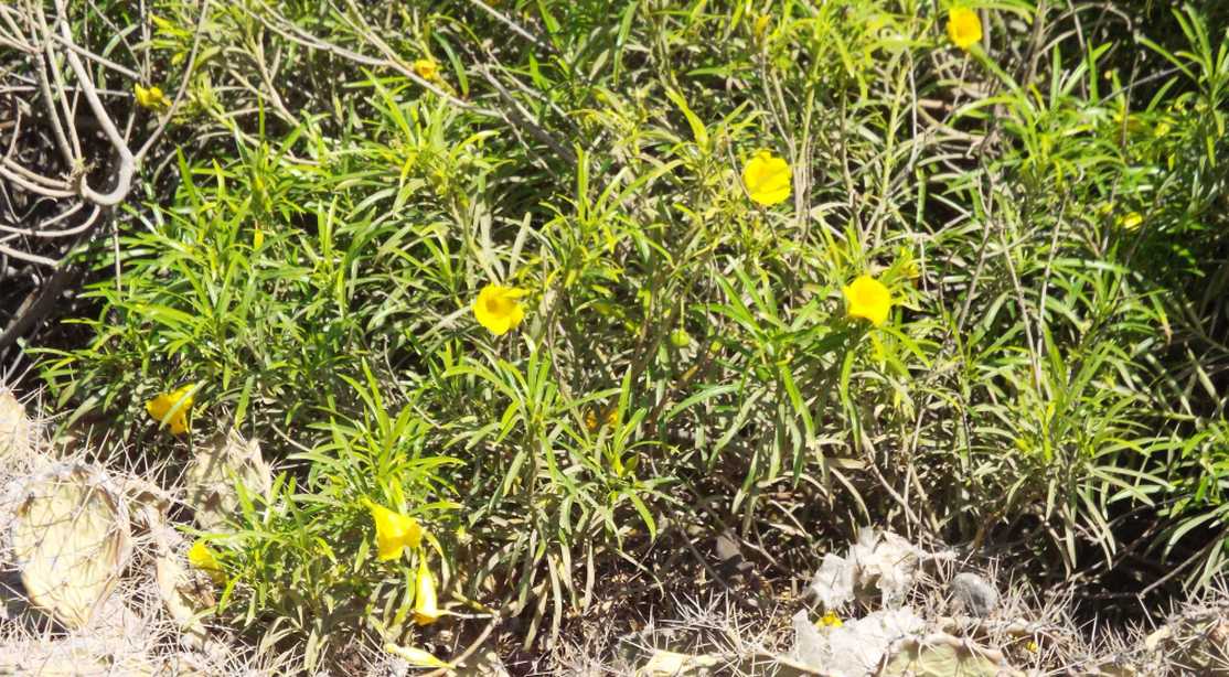 Da Tenerife (Canarie):  Cascabela thevetia (Apocynaceae)