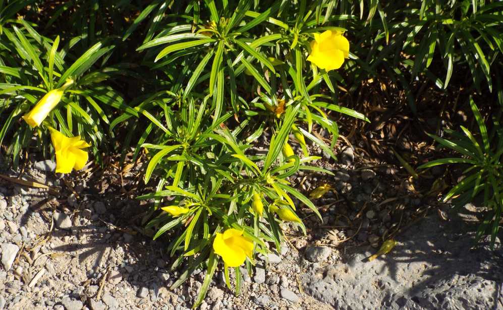 Da Tenerife (Canarie):  Cascabela thevetia (Apocynaceae)