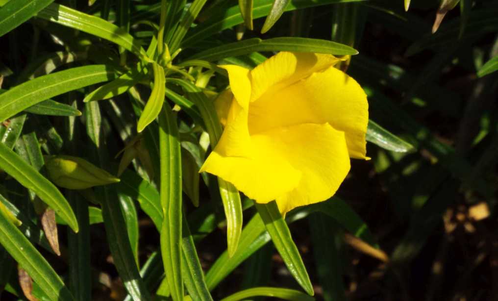 Da Tenerife (Canarie):  Cascabela thevetia (Apocynaceae)