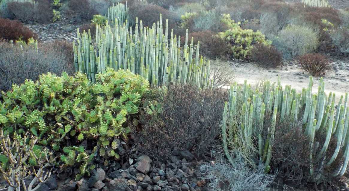 Da Tenerife e La Gomera (Canarie):  Euphorbia canariensis