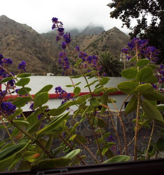 Da La Gomera (Canarie):  Tibouchina heteromalla (Melastomataceae), sudamericana