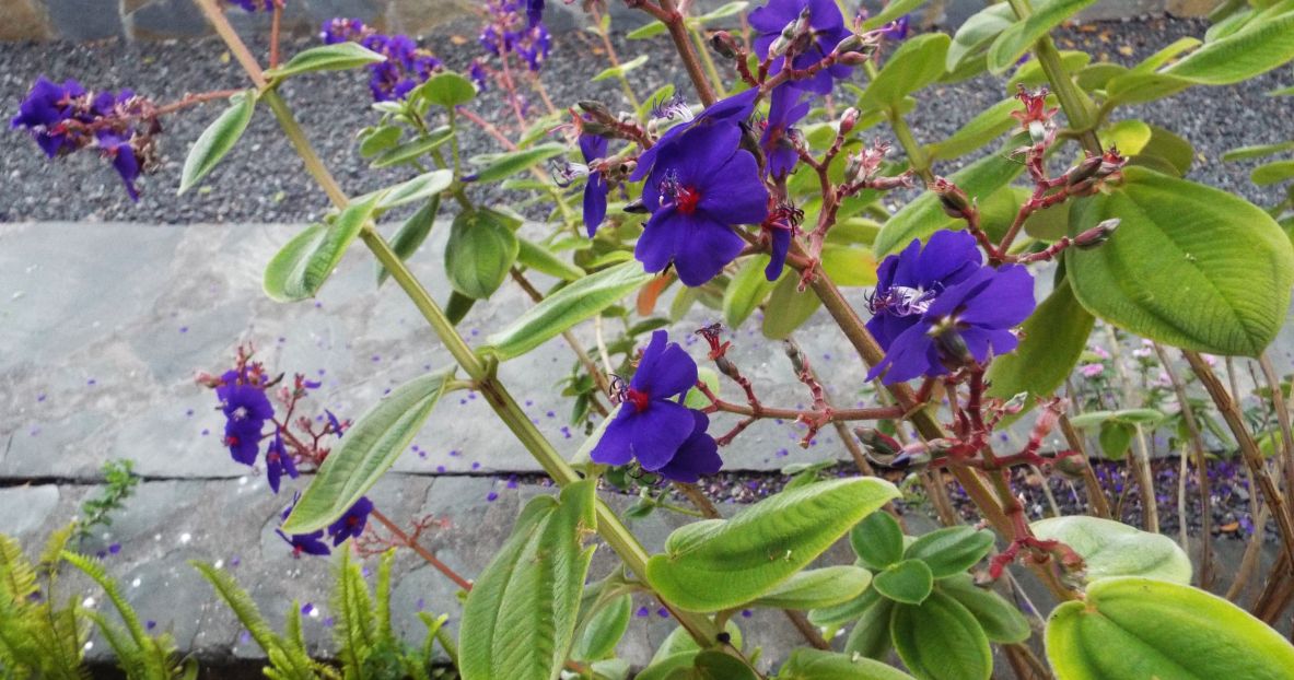 Da La Gomera (Canarie):  Tibouchina heteromalla (Melastomataceae), sudamericana