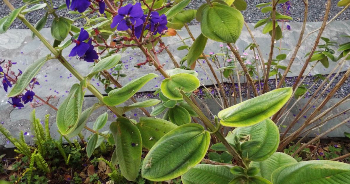 Da La Gomera (Canarie):  Tibouchina heteromalla (Melastomataceae), sudamericana