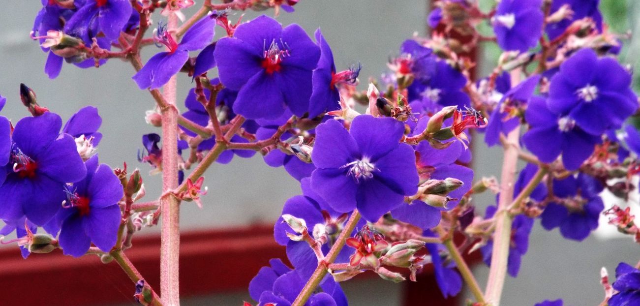 Da La Gomera (Canarie):  Tibouchina heteromalla (Melastomataceae), sudamericana