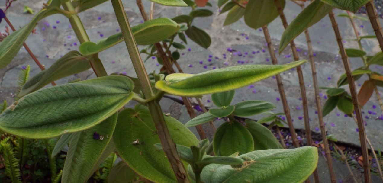 Da La Gomera (Canarie):  Tibouchina heteromalla (Melastomataceae), sudamericana