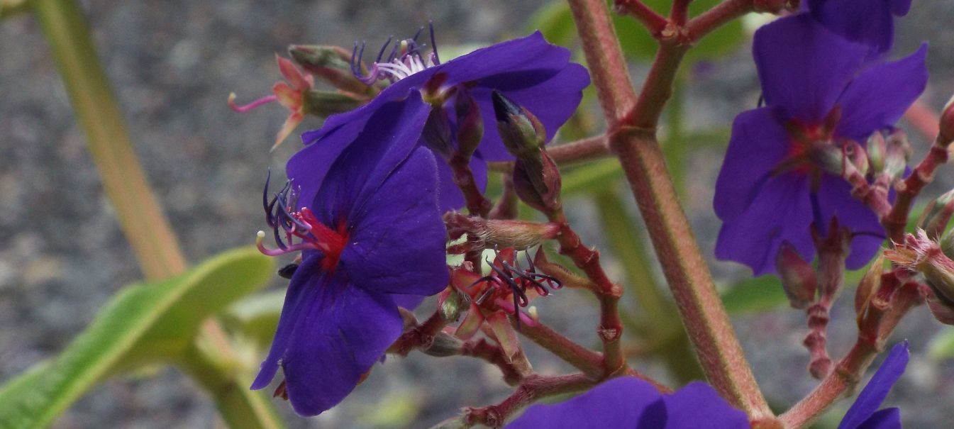 Da La Gomera (Canarie):  Tibouchina heteromalla (Melastomataceae), sudamericana