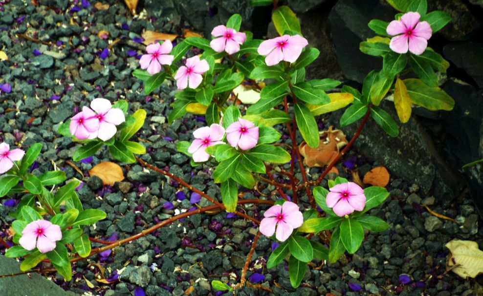 Da La Gomera (Canarie): Catharanthus roseus (Apocynaceae) cv