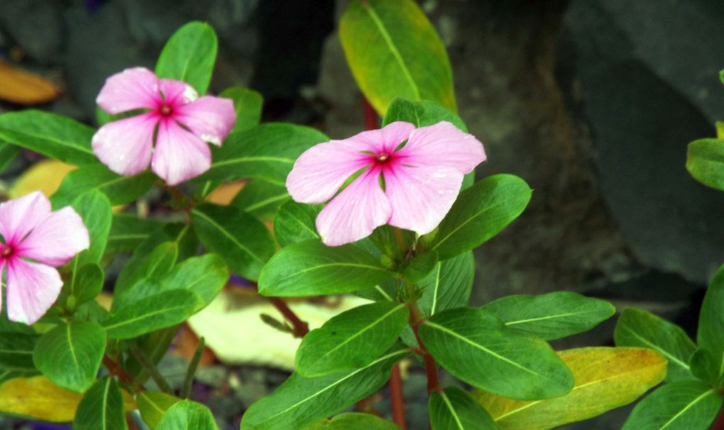 Da La Gomera (Canarie): Catharanthus roseus (Apocynaceae) cv