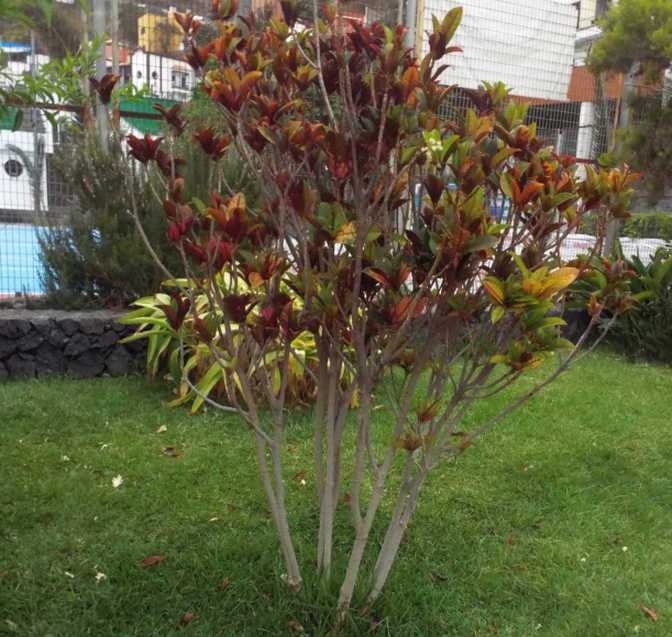 Da Tenerife (Canarie):  Croton / Codiaeum variegatum (Euphorbiaceae)