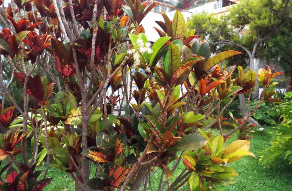 Da Tenerife (Canarie):  Croton / Codiaeum variegatum (Euphorbiaceae)