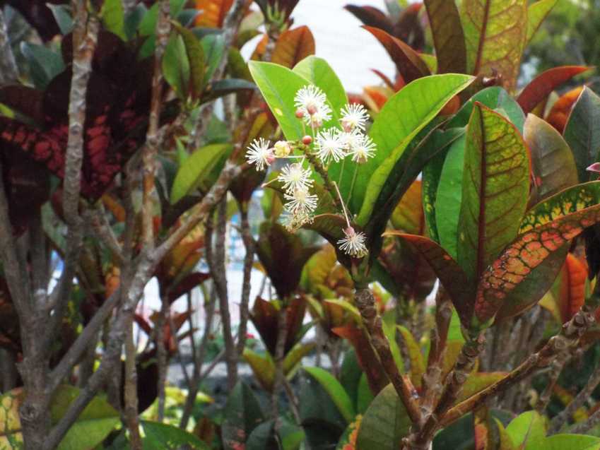 Da Tenerife (Canarie):  Croton / Codiaeum variegatum (Euphorbiaceae)