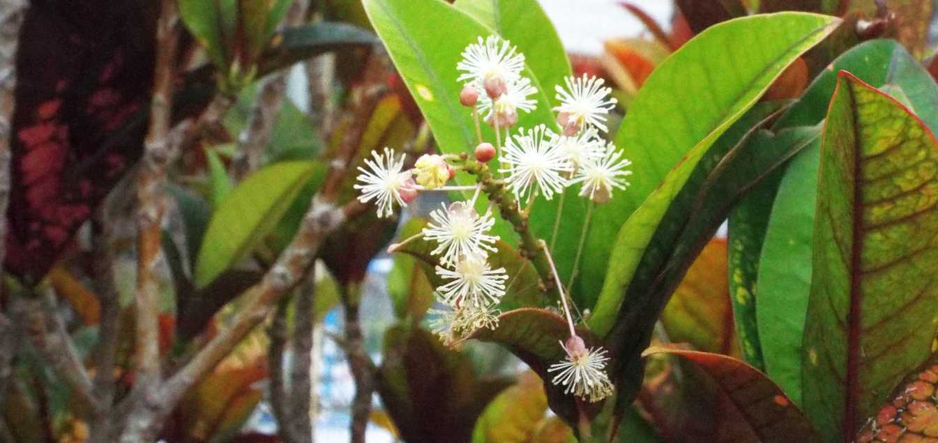 Da Tenerife (Canarie):  Croton / Codiaeum variegatum (Euphorbiaceae)