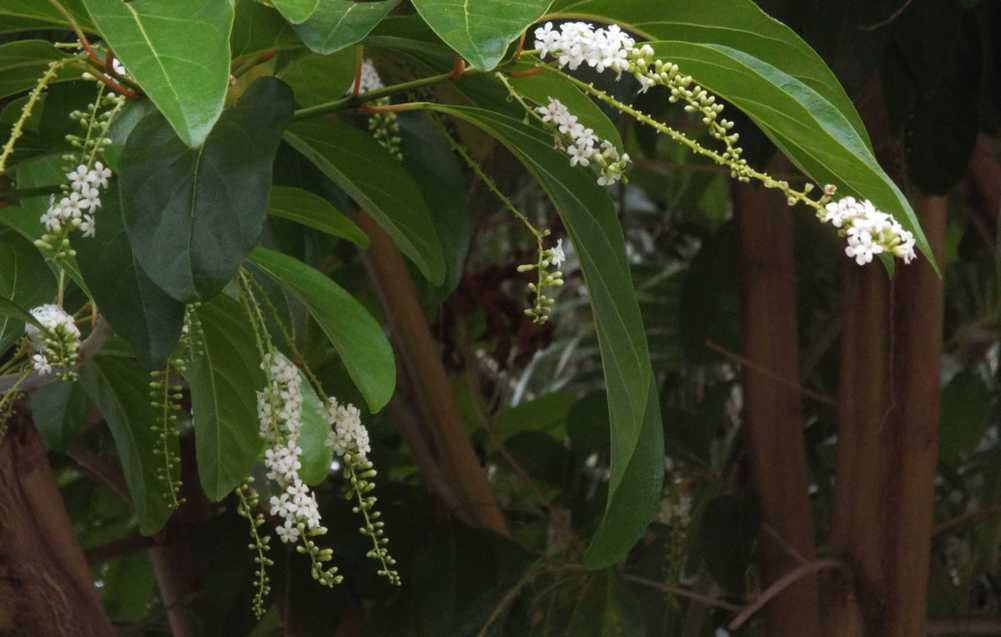 Fiori  da Tenerife (Canarie): Citharexylum spinosum  (Verbenaceae)