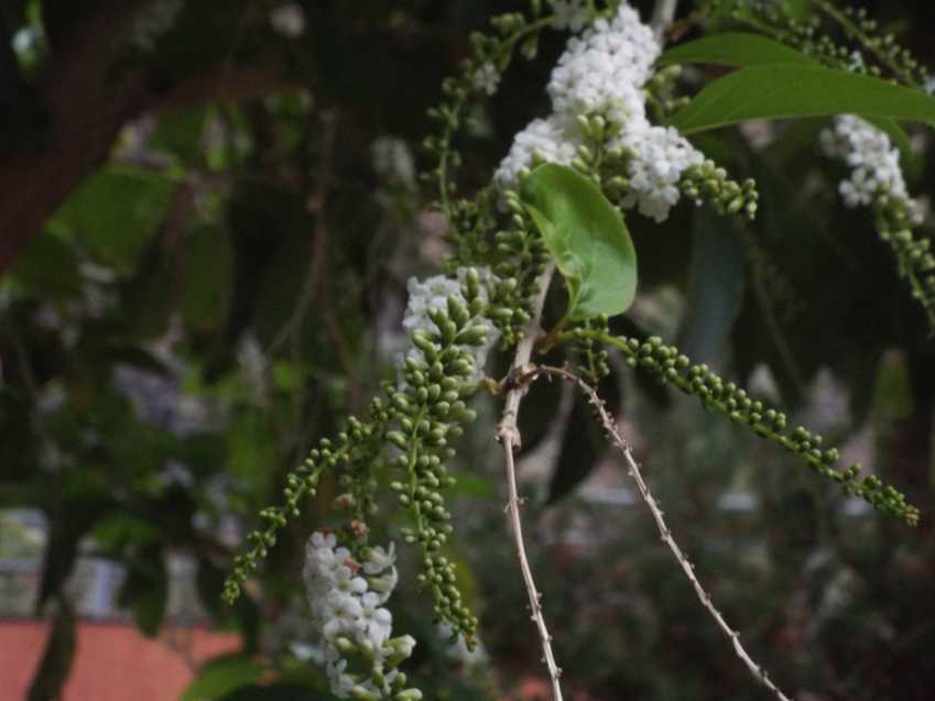 Fiori  da Tenerife (Canarie): Citharexylum spinosum  (Verbenaceae)