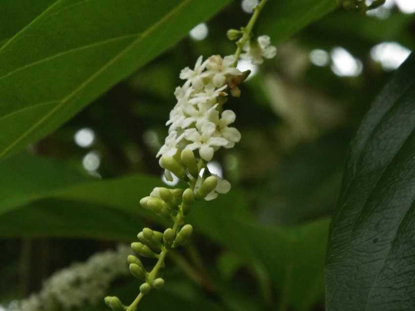 Fiori  da Tenerife (Canarie): Citharexylum spinosum  (Verbenaceae)