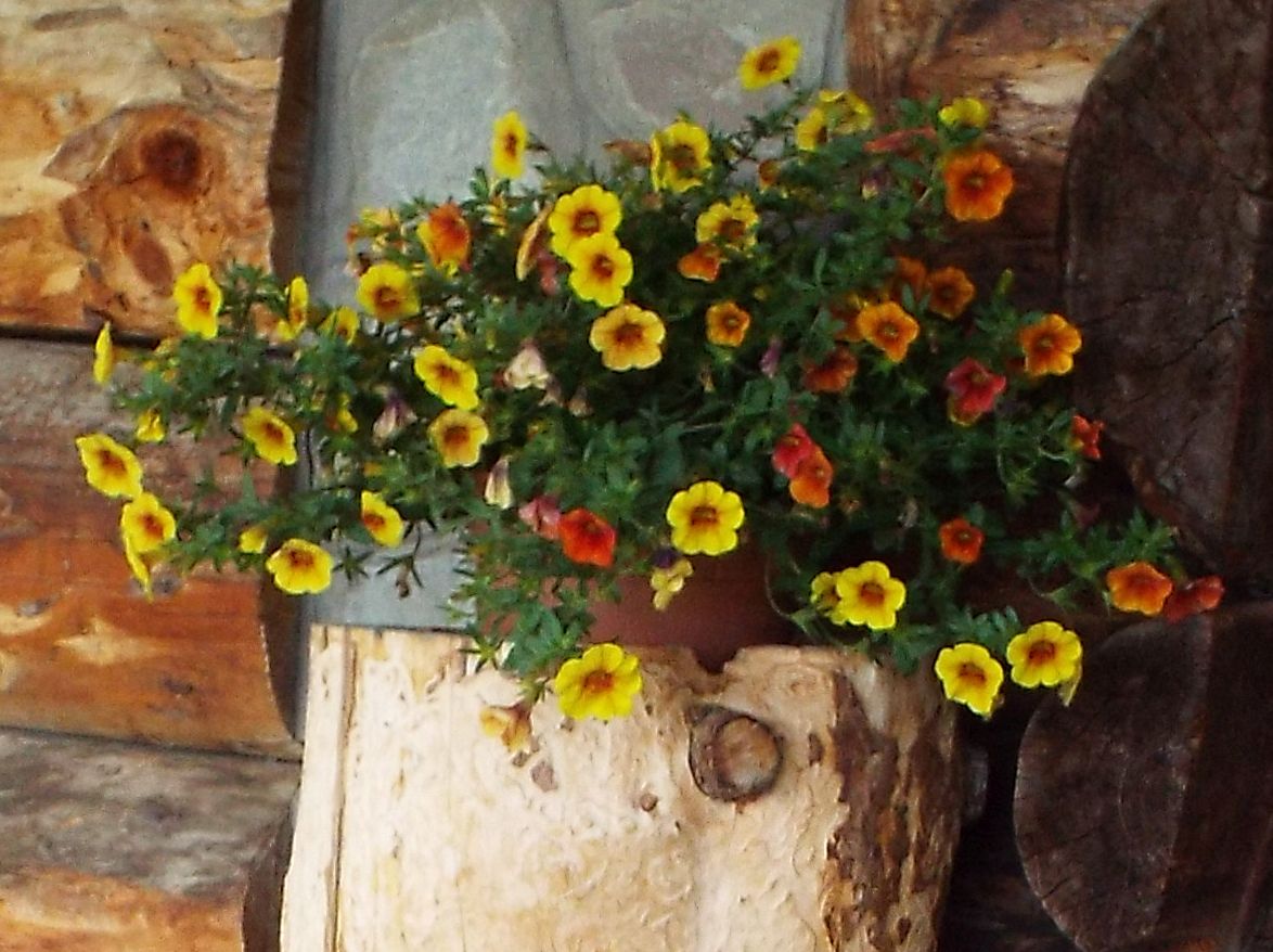 Calibrachoa sp. / petunia nana (Solanaceae)