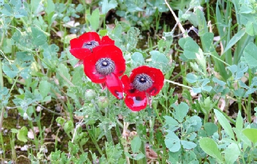 Fiori iraniani.