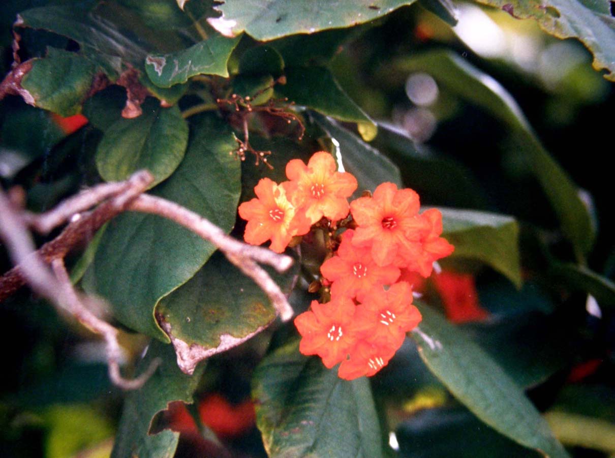 Fiori rossi sulla sabbia di un atollo.