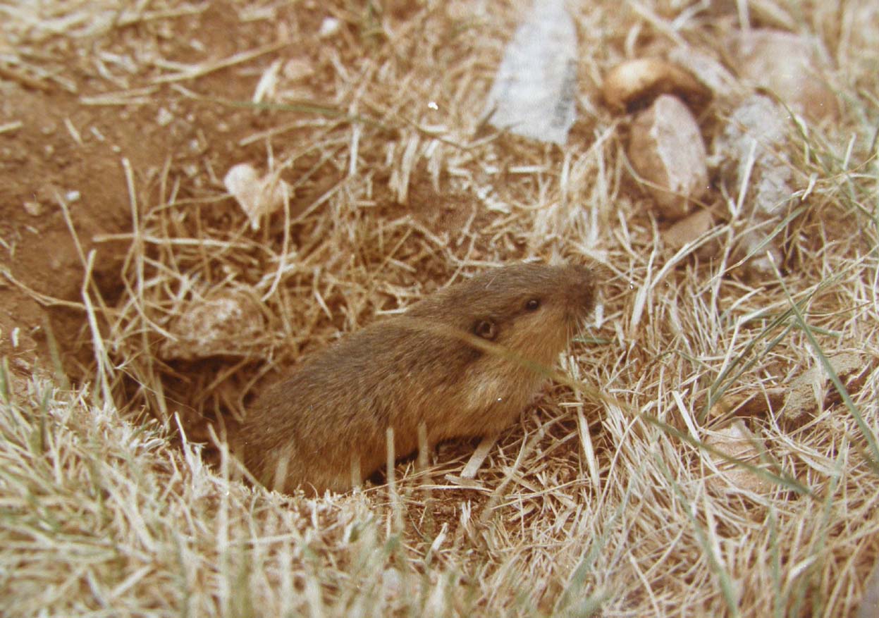 Piccoli mammiferi dell''Arizona