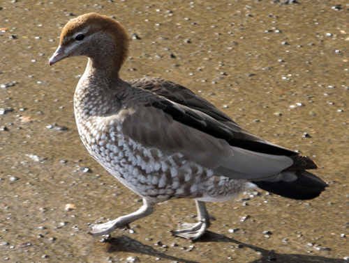 Uccelli australiani da identificare - 1