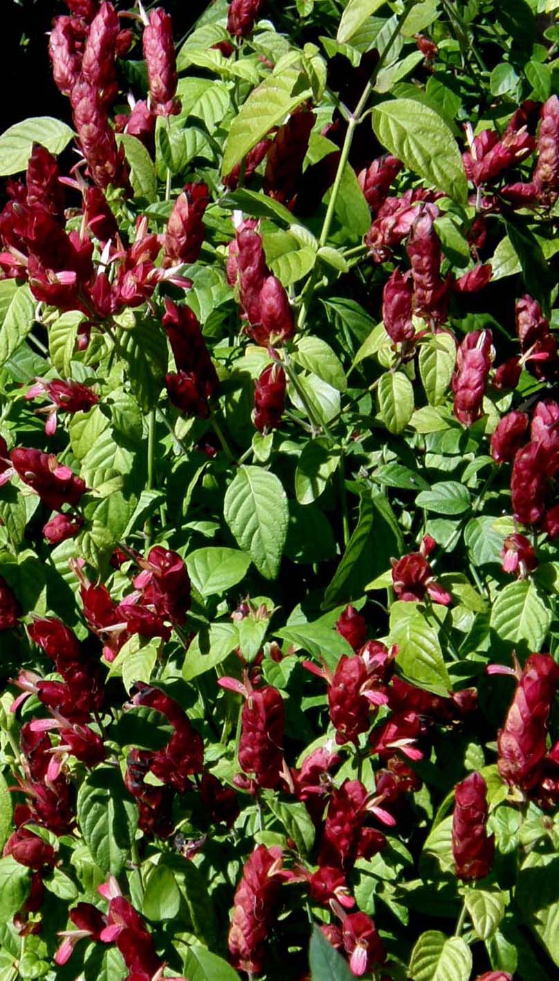 Dalla Florida   fiori rosso-violacei - Beloperone guttata