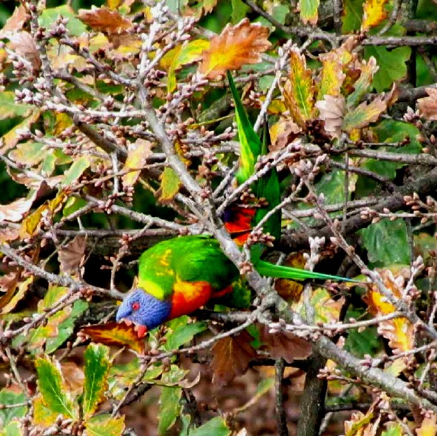 Uccello australiano 5