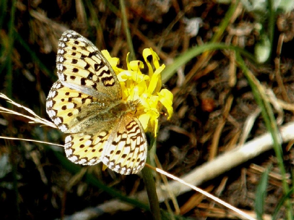 Farfalle e bruchi  nello Yellowstone National Park (USA)