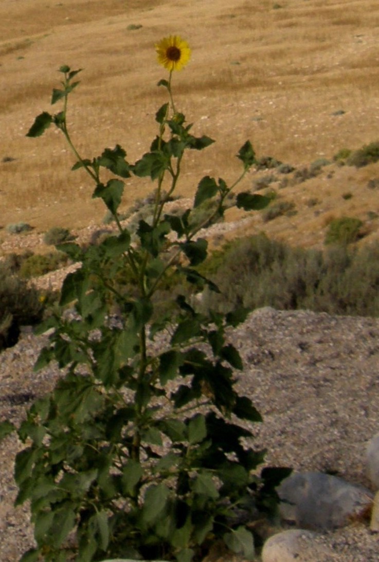 Yellowstone National Park (USA) - Helianthus