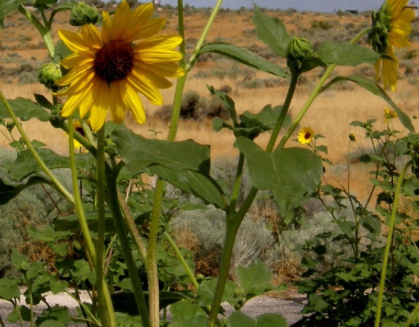 Yellowstone National Park (USA) - Helianthus