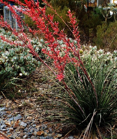 Giardini botanici di Melbourne - 2