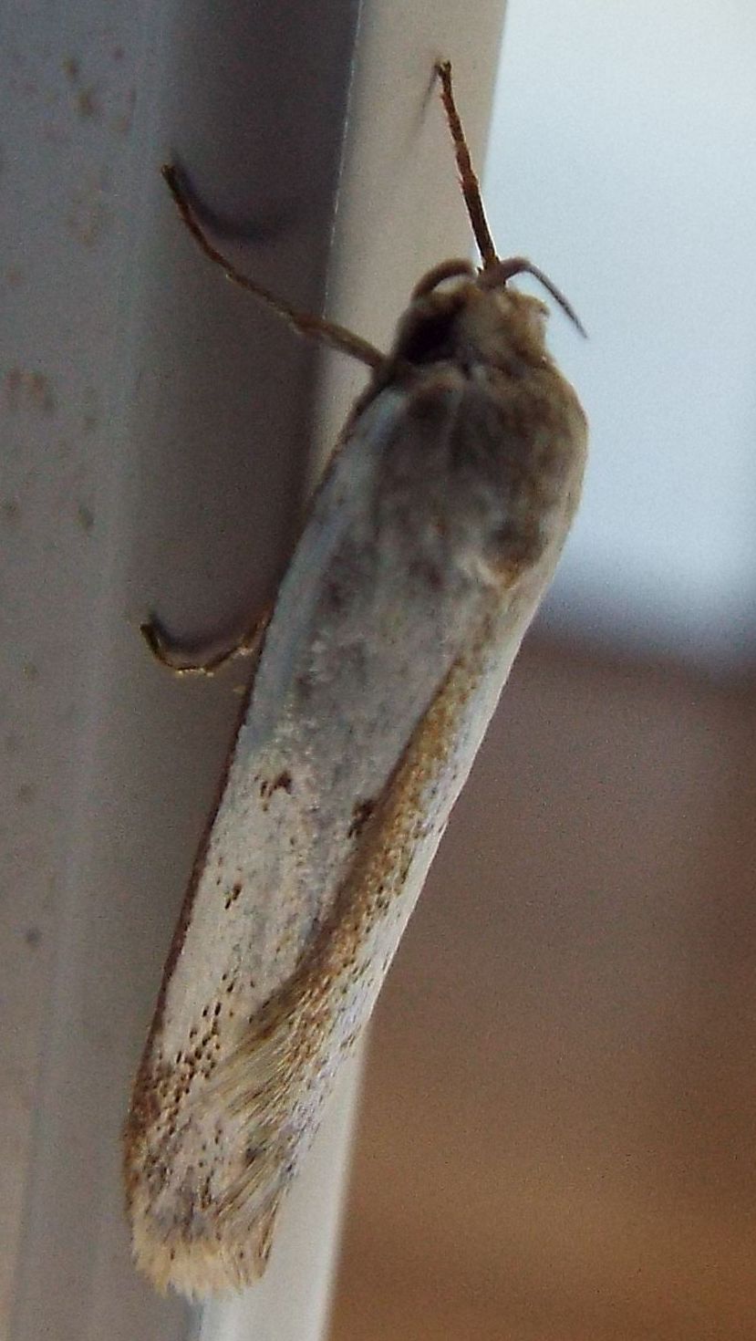 Lepidotteri australiani