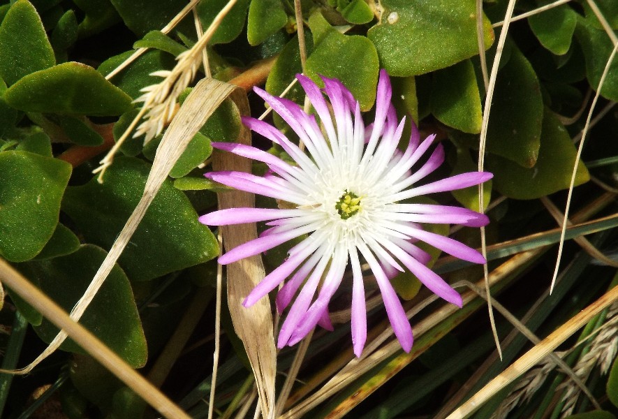 Fiori australiani 5