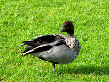 Uccelli australiani da identificare - 1