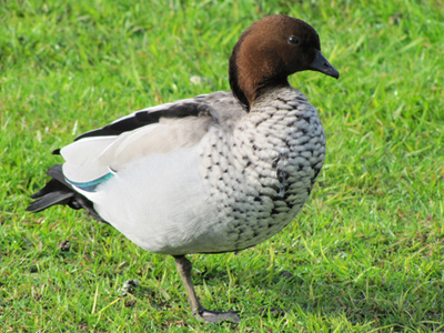 Uccelli australiani da identificare - 1