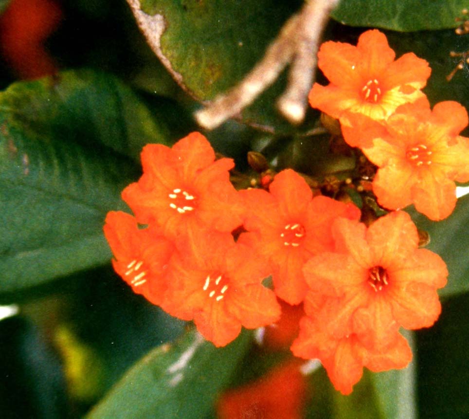 Fiori rossi sulla sabbia di un atollo.